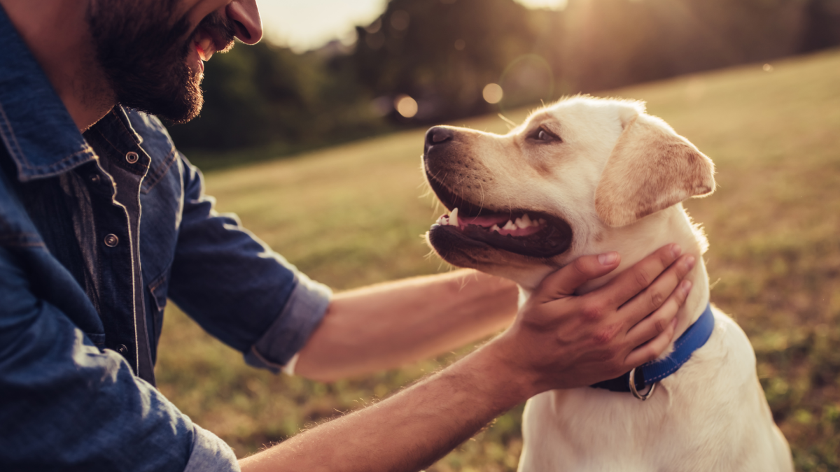 hypoallergenic dog food uk