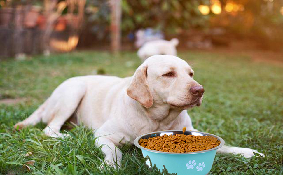 gastro dog food