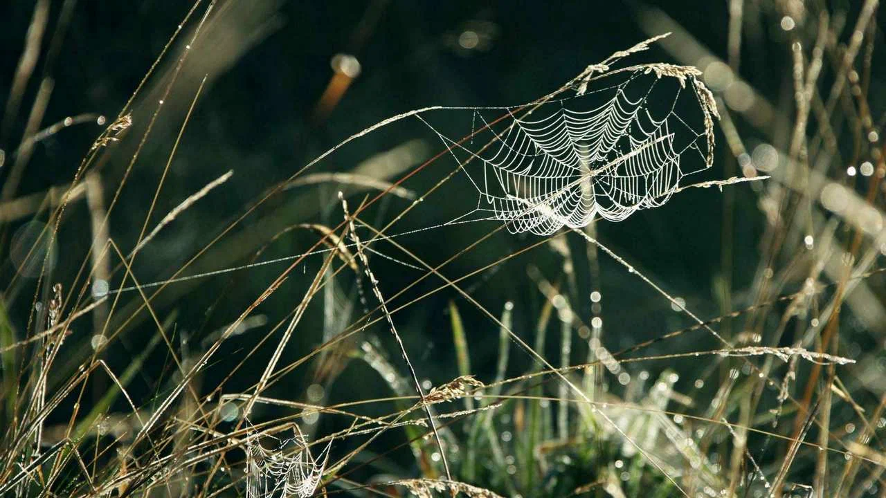 Lesy Ad Spiderweb